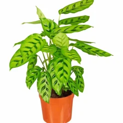 Korbmarante, Calathea Hybriden »Sorten-Mix«, im Kunststoff-Kulturtopf