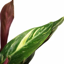 Korbmarante, Calathea Hybriden »Sorten-Mix«, im Kunststoff-Kulturtopf