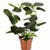 Kranzschlinge, Stephanotis floribunda, Blütenfarbe: weiß