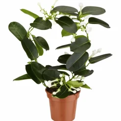Kranzschlinge, Stephanotis floribunda, Blütenfarbe: weiß