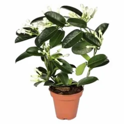 Kranzschlinge, Stephanotis floribunda, Blütenfarbe: weiß