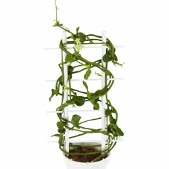 Leuchterblume, Ceropegia sandersonii, Blütenfarbe: weiß