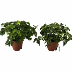 Mimose »Mimosa pudica«, 10 cm