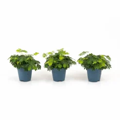 Mimose »Mimosa pudica«, 10 cm