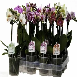Orchidee