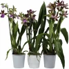 Orchidee, Zygopetalum Hybriden, Blütenfarbe: mehrfarbig
