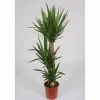 Palmlilie, Yucca elephantipes, im Kunststoff-Kulturtopf