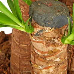 Palmlilie, Yucca elephantipes, im Kunststoff-Kulturtopf