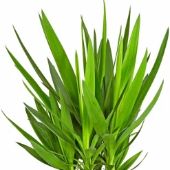 Palmlilie, Yucca elephantipes, im Kunststoff-Kulturtopf