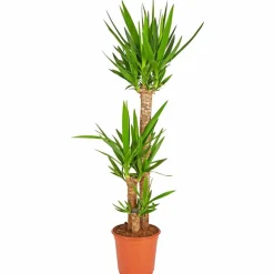 Palmlilie, Yucca elephantipes, im Kunststoff-Kulturtopf