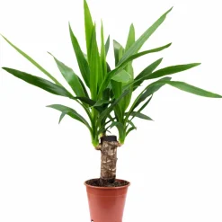 Palmlilie Yucca elephantipes