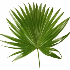 Schirmpalme Livistona rotundifolia