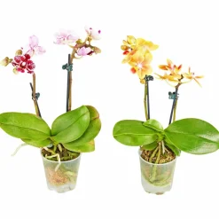 Schmetterlingsorchidee, Phalaenopsis hybride, Blüte: mehrfarbig, im Topf