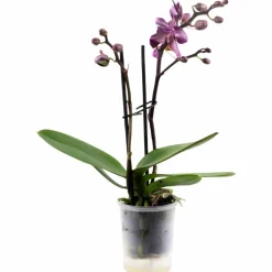 Schmetterlingsorchidee, Phalaenopsis hybride, Blüte: mehrfarbig, im Topf