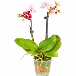 Schmetterlingsorchidee, Phalaenopsis hybride, Blüte: mehrfarbig, im Topf