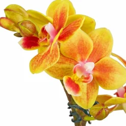 Schmetterlingsorchidee, Phalaenopsis hybride, Blüte: mehrfarbig, im Topf