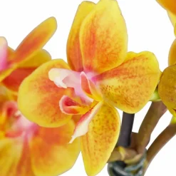 Schmetterlingsorchidee, Phalaenopsis hybride, Blüte: mehrfarbig, im Topf