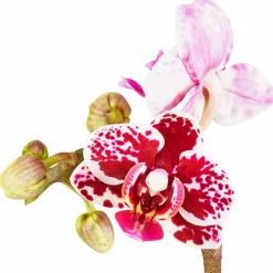 Schmetterlingsorchidee, Phalaenopsis hybride, Blüte: mehrfarbig, im Topf