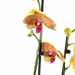 Schmetterlingsorchidee, Phalaenopsis hybrid, Blüte: orange, im Topf