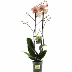 Schmetterlingsorchidee, Phalaenopsis hybrid, Blüte: orange, im Topf
