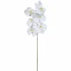 Seidenblume, Nachtfalter-Orchidee, weiß