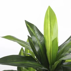 Topfpflanze »Mica Plants All Seasons«