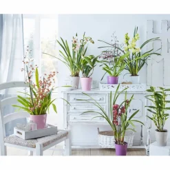 Traubenorchidee, Dendrobium Nobile, Blüte: weiß, im Topf