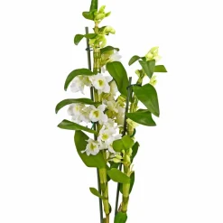 Traubenorchidee, Dendrobium Nobile, Blüte: weiß, im Topf