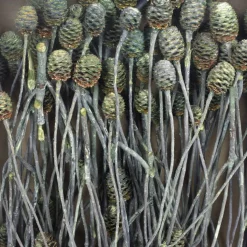 Trockenblumen