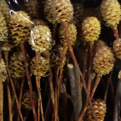 Trockenblumen