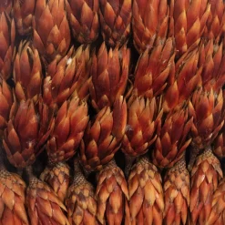 Trockenblumen