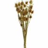 Trockenblumen »Distel«