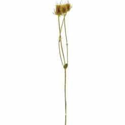 Trockenblumen »Distel«