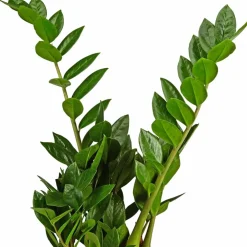 Zamie, Zamioculcas zamiifolia, im Kunststoff-Kulturtopf