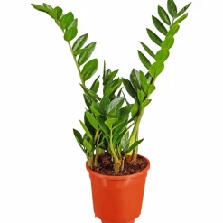 Zamie, Zamioculcas zamiifolia, im Kunststoff-Kulturtopf